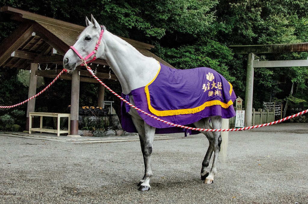 御神馬　錦山号についてのイメージ